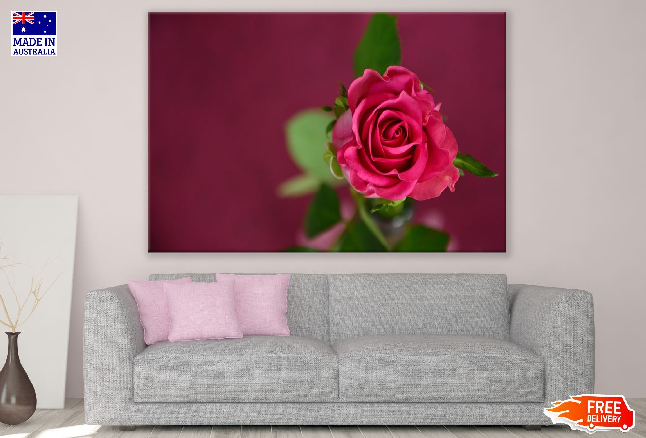 Isolate Red Rose Flower Photograph Print 100% Australian Made