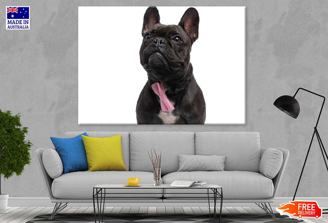 Black Fransk Bulldog Photograph Print 100% Australian Made