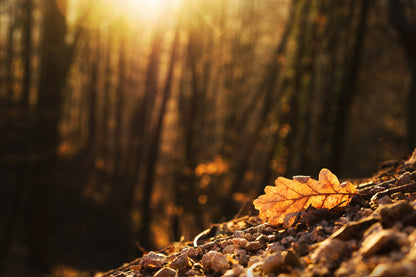 Oak Tree Leaf Closeup Sunset View Photograph Print 100% Australian Made