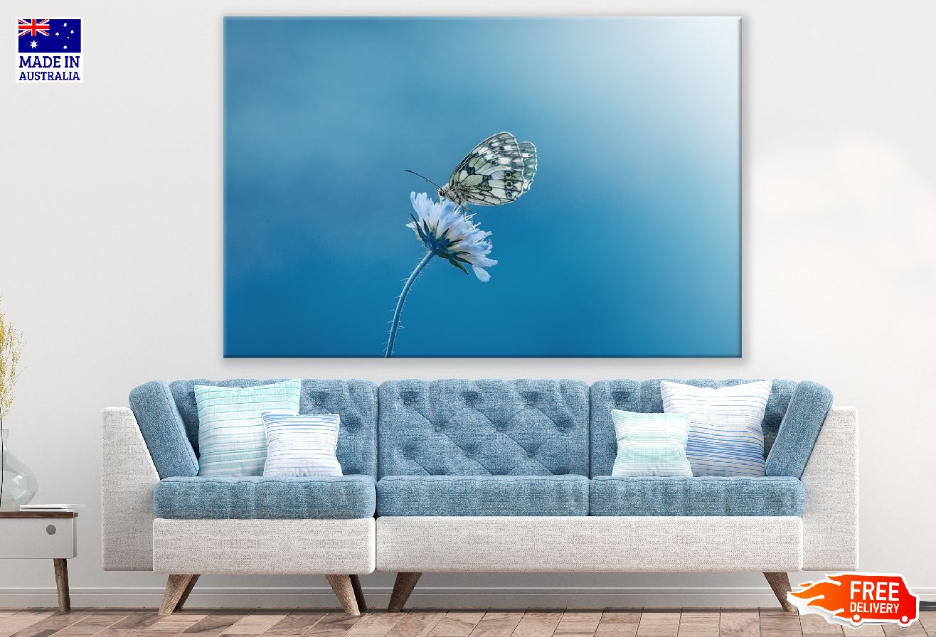 Butterfly on White Flower Closeup Photograph Print 100% Australian Made