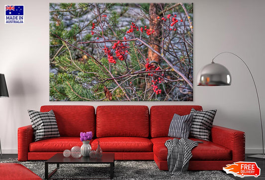 Buffaloberry Tree Closeup Photograph Print 100% Australian Made