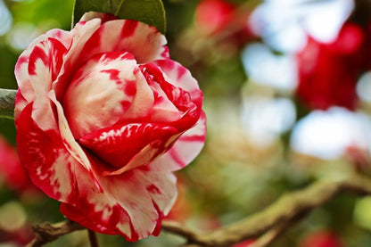 Red White Camellia Rose Photograph Print 100% Australian Made