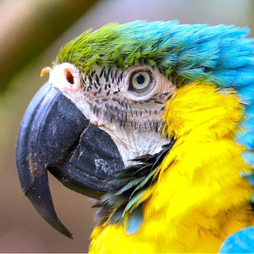 Square Canvas Macaw Bird Closeup Side View Photograph High Quality Print 100% Australian Made