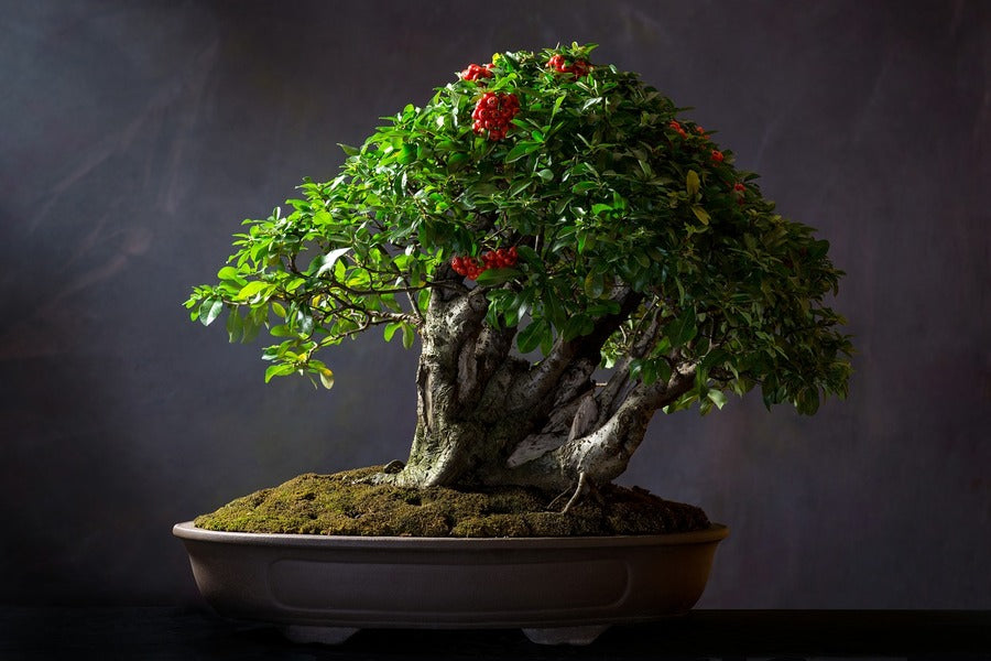 Style Bonsai Tree Photograph Print 100% Australian Made