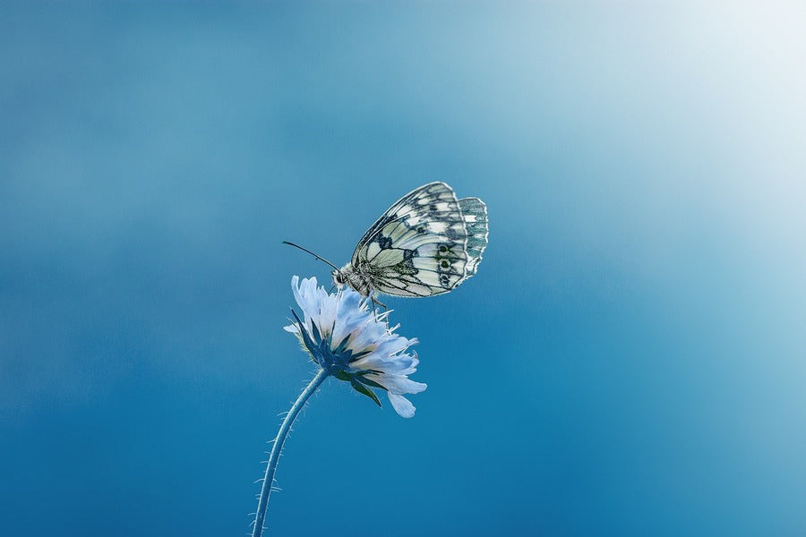 Butterfly on White Flower Closeup Photograph Print 100% Australian Made