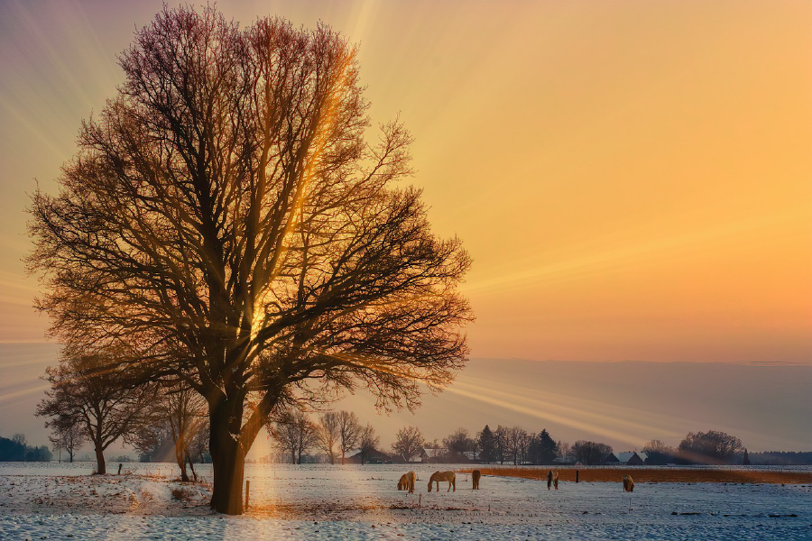 Horses & Huge Tree at Sunset Photograph Print 100% Australian Made