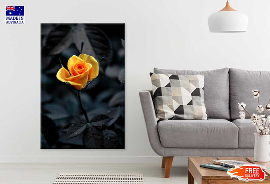 Yellow Orange Rose View on Dark Photograph Print 100% Australian Made