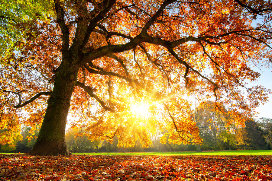 Autumn Tree with Sunshine Photograph Print 100% Australian Made