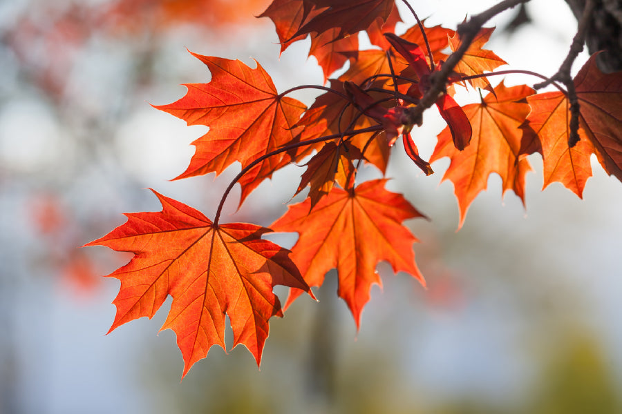 Red Maple Tree Leaves Branch View Photograph Print 100% Australian Made