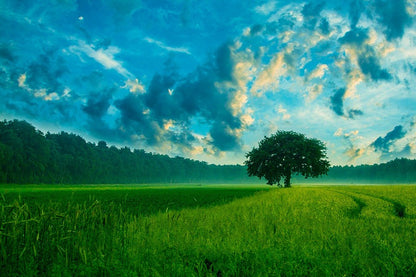 Tree on Rice Field Under Blue Sky Photograph Print 100% Australian Made