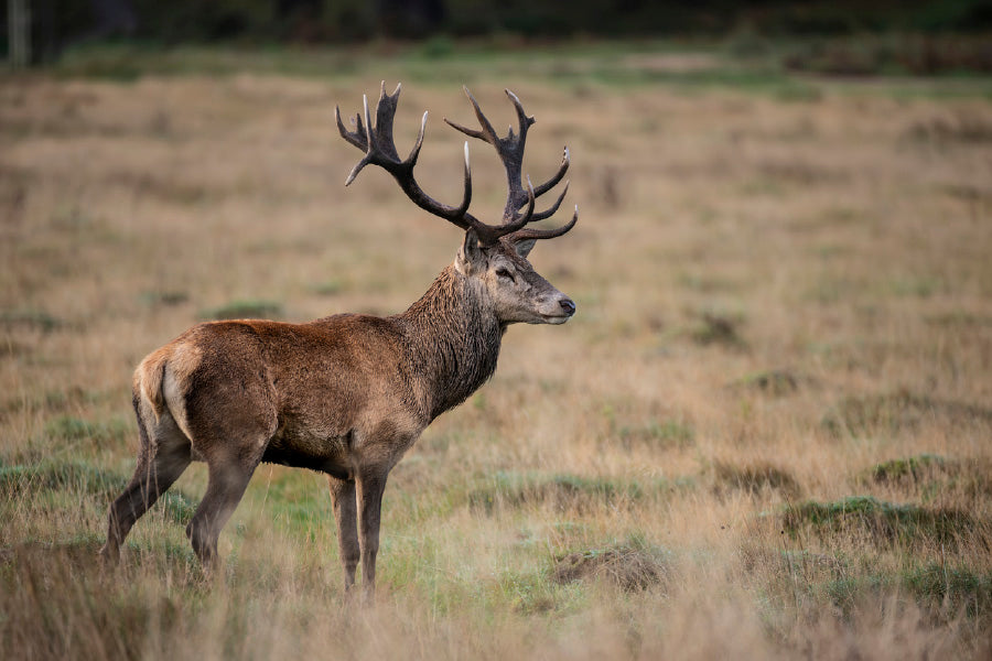 Red Deer Stag in Landscape Forest View Photograph Print 100% Australian Made