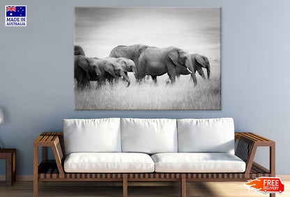 Elephants on Grass Field B&W View Photograph Print 100% Australian Made