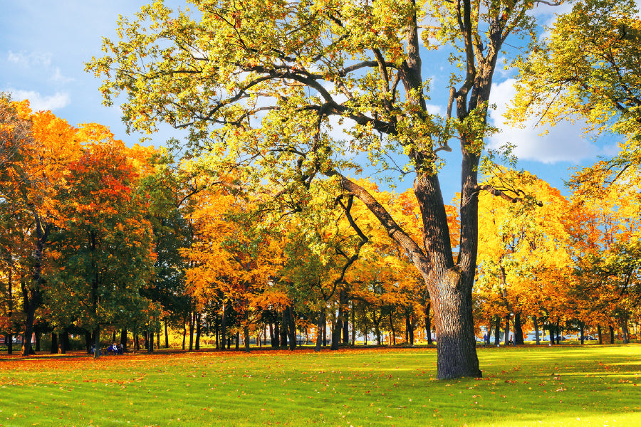 Autumn Park with Golden Trees Photograph Print 100% Australian Made