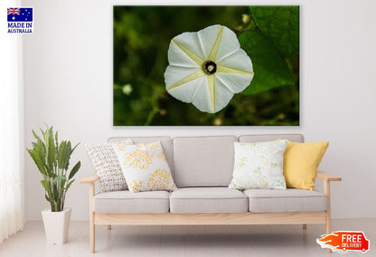 Beach White Moonflower Closeup Photograph Print 100% Australian Made