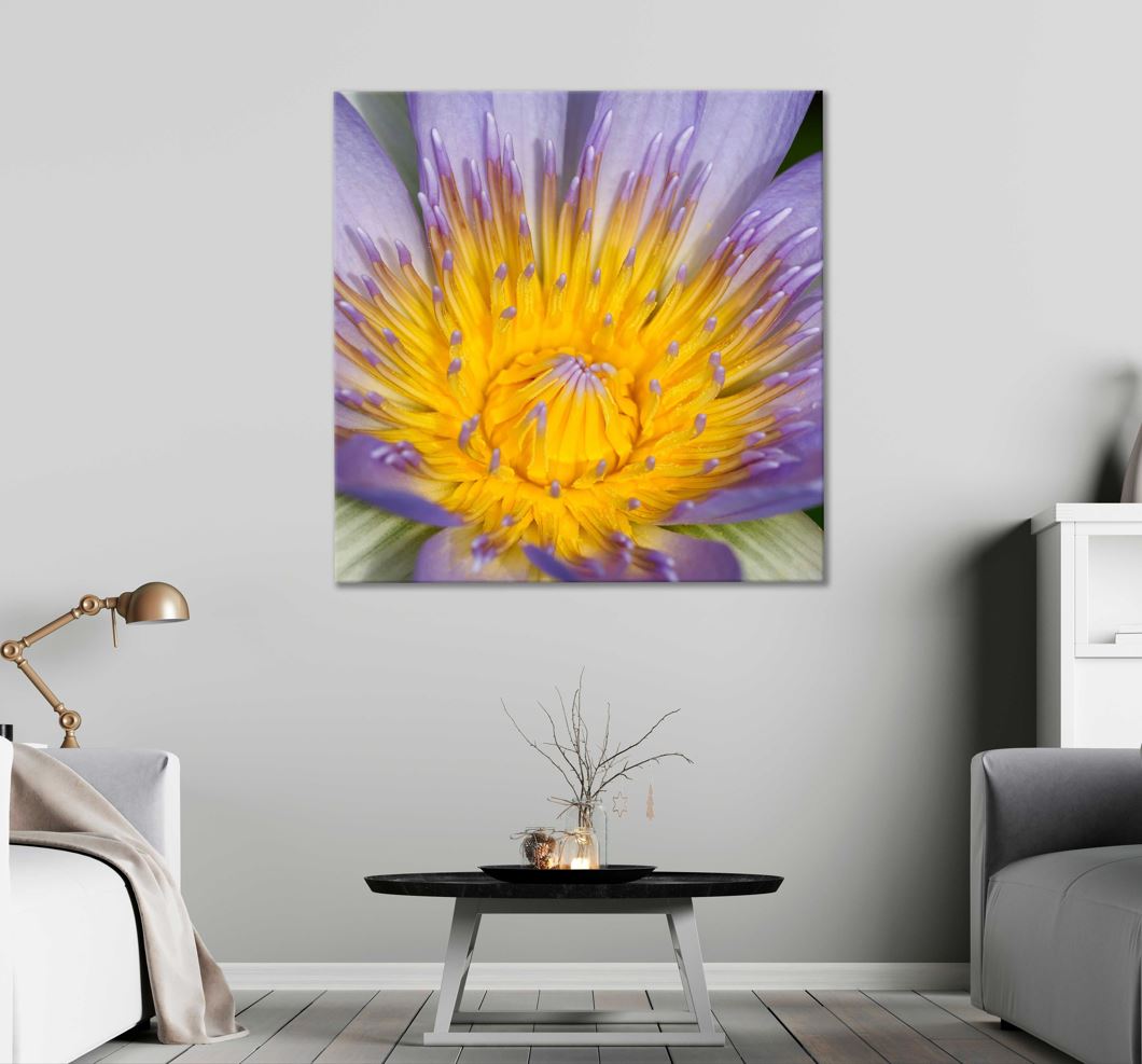 Square Canvas Purple Water Lily Macro View Photograph High Quality Print 100% Australian Made