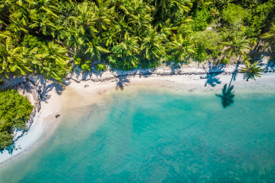 Palm Trees Near Beach Aerial View Photograph Print 100% Australian Made