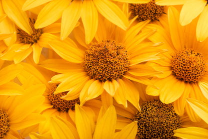 Yellow Flowers Closeup View Photograph Home Decor Premium Quality Poster Print Choose Your Sizes