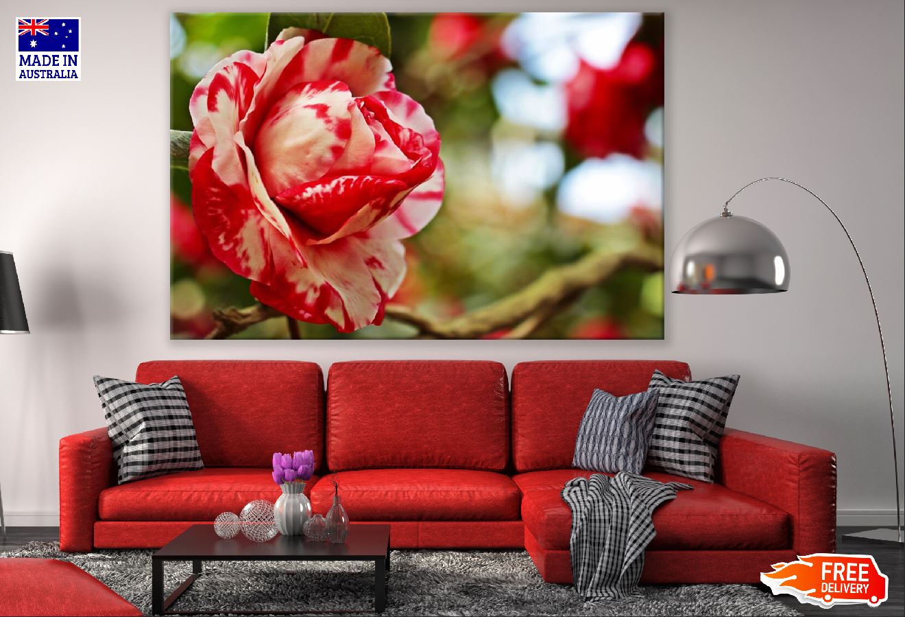 Red White Camellia Rose Photograph Print 100% Australian Made