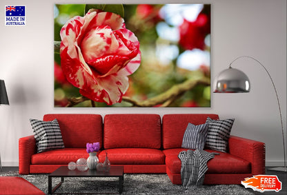 Red White Camellia Rose Photograph Print 100% Australian Made
