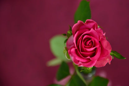 Isolate Red Rose Flower Photograph Print 100% Australian Made