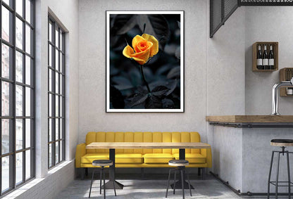 Yellow Orange Rose View on Dark View Photograph Home Decor Premium Quality Poster Print Choose Your Sizes