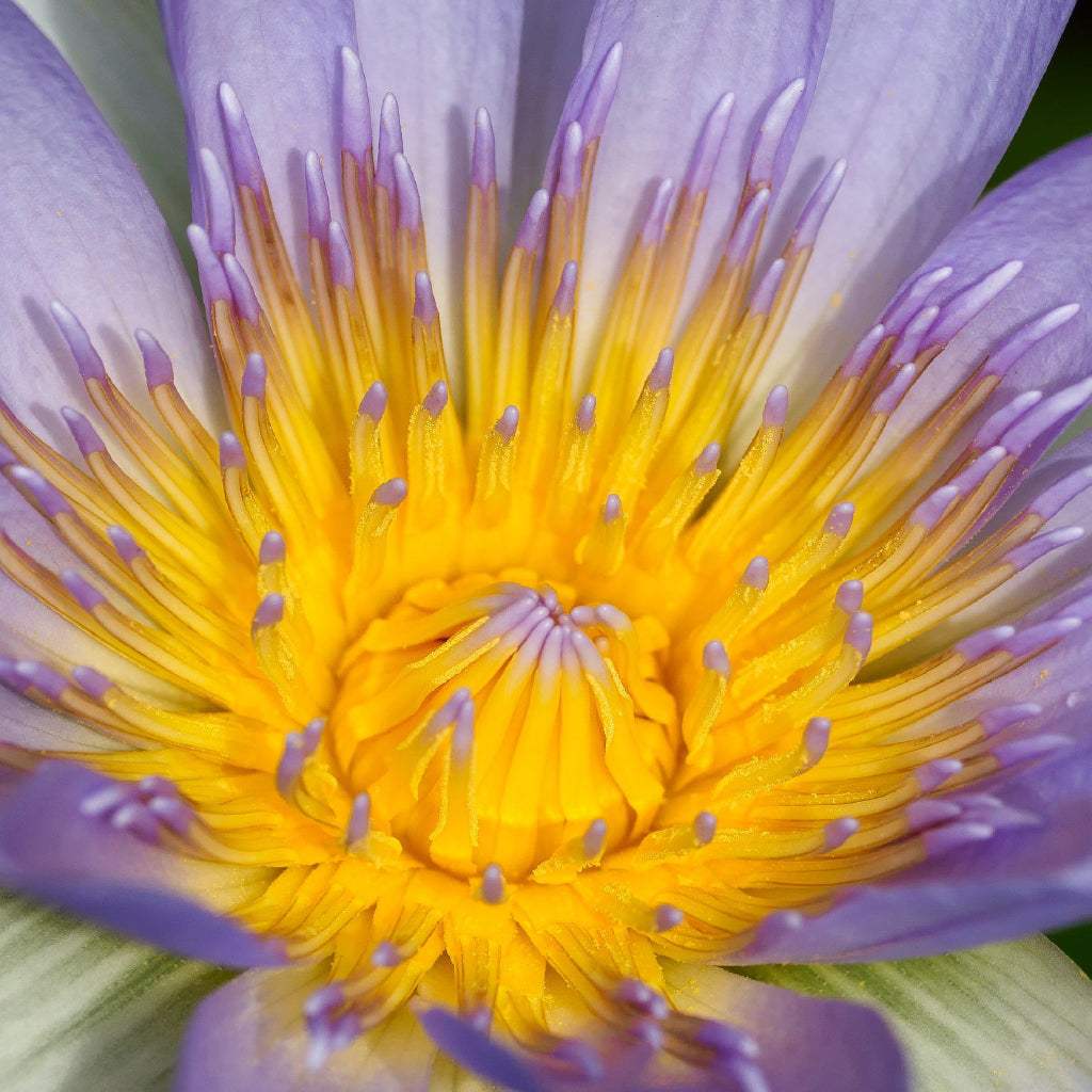 Square Canvas Purple Water Lily Macro View Photograph High Quality Print 100% Australian Made