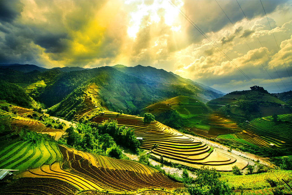 Wallpaper Murals Peel and Stick Removable Rice Fields in Vietnam Photograph High Quality