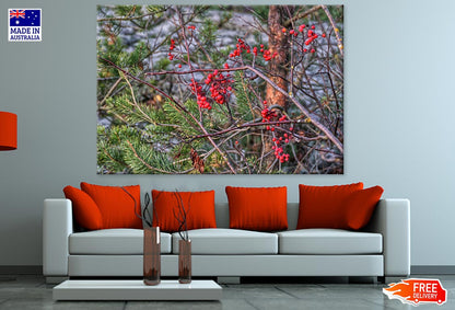 Buffaloberry Tree Closeup Photograph Print 100% Australian Made