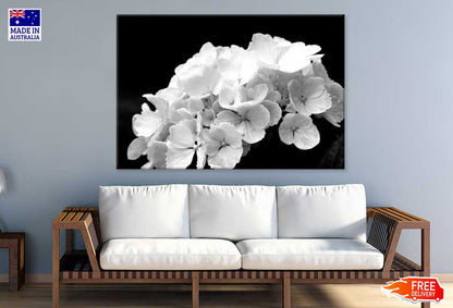 Hydrangea Flowers B&W Photograph Print 100% Australian Made