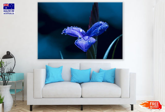 Water Drops on Blue Flower Closeup Photograph Print 100% Australian Made