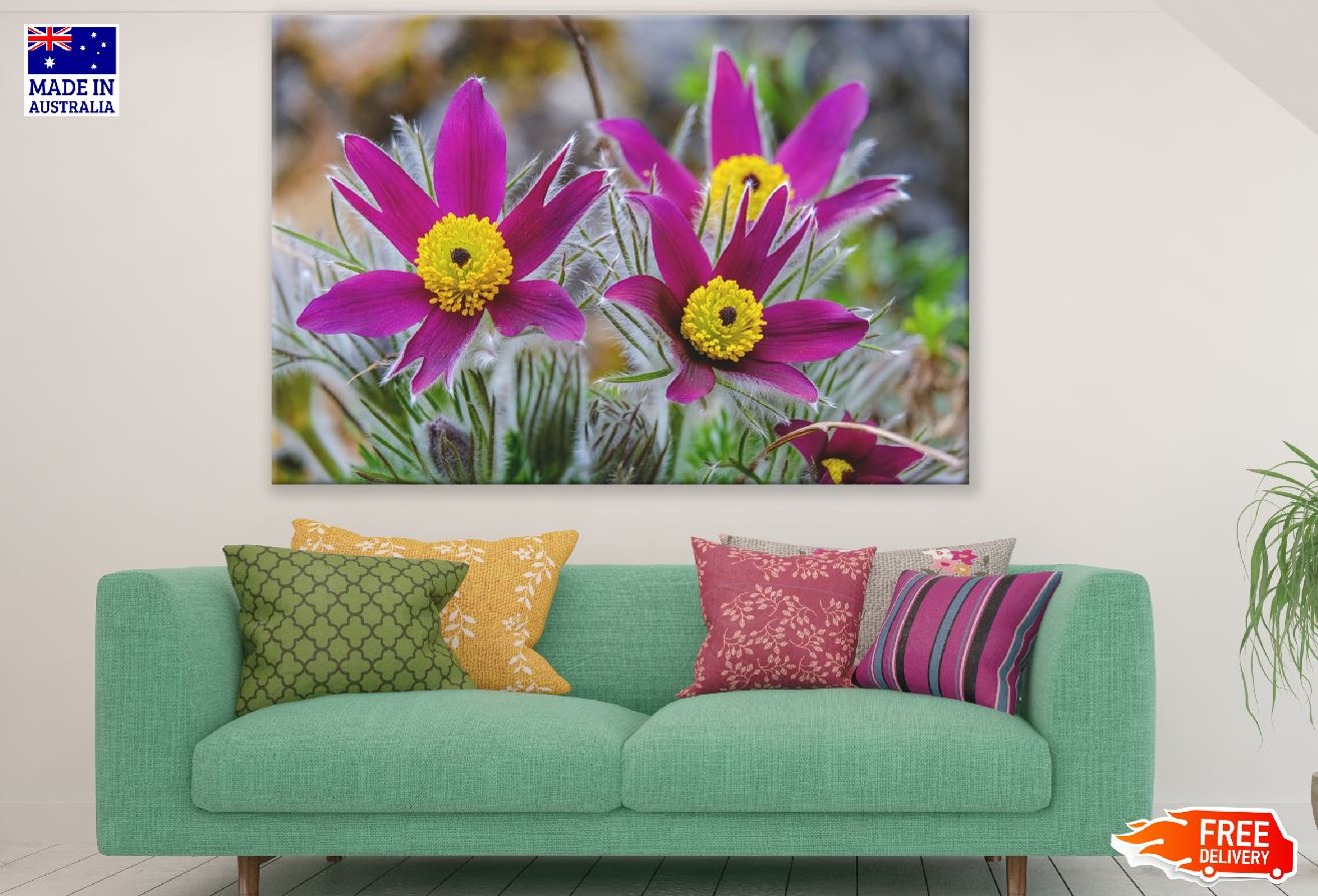 Pasque Flowers Closeup Photograph Print 100% Australian Made