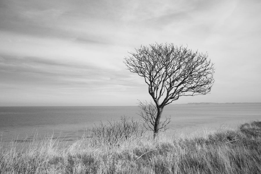 Dead Tree on Grass Field Sea B&W View Photograph Print 100% Australian Made