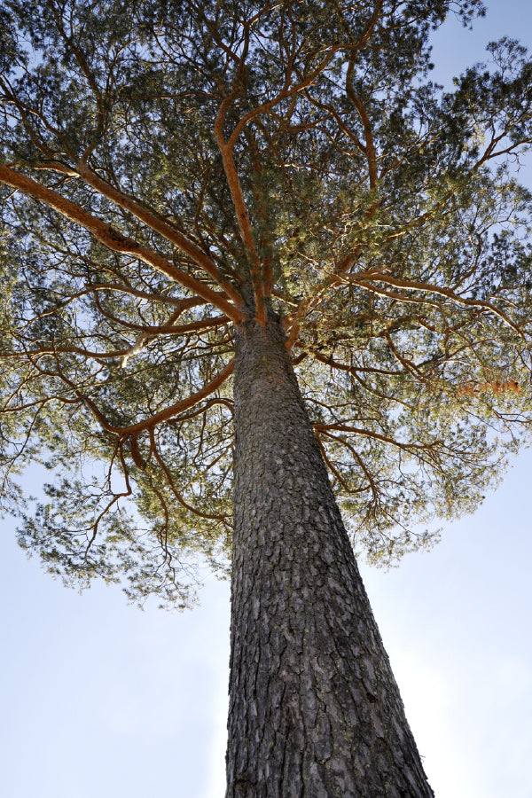 Long Old Tree View From Below Photograph Print 100% Australian Made