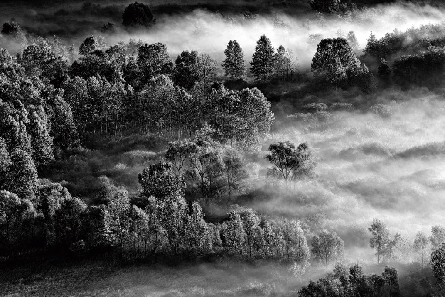 Foggy Forest Aerial B&W View Photograph Home Decor Premium Quality Poster Print Choose Your Sizes