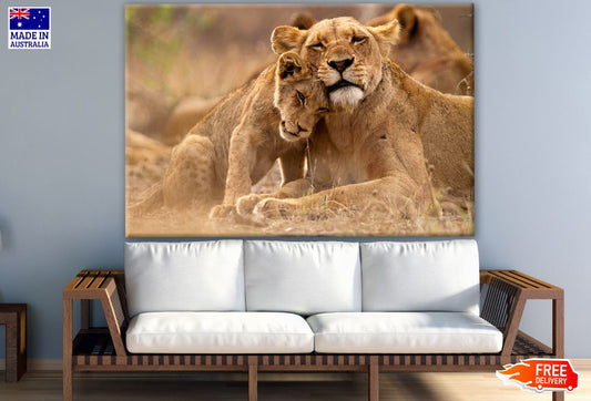 Lioness & Cub Love Photograph Print 100% Australian Made