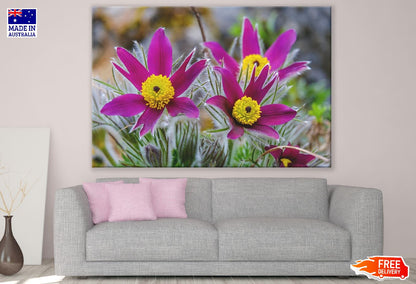 Pasque Flowers Closeup Photograph Print 100% Australian Made