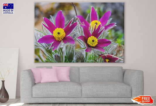 Pasque Flowers Closeup Photograph Print 100% Australian Made