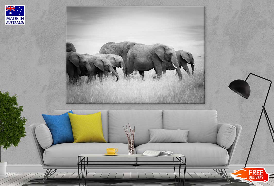 Elephants on Grass Field B&W View Photograph Print 100% Australian Made