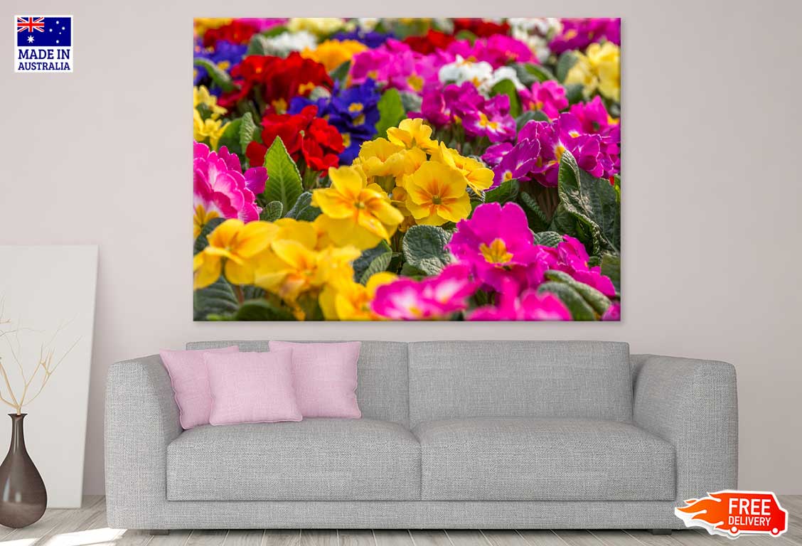 Colorful Primrose Flowers Field View Photograph Print 100% Australian Made