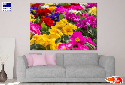 Colorful Primrose Flowers Field View Photograph Print 100% Australian Made