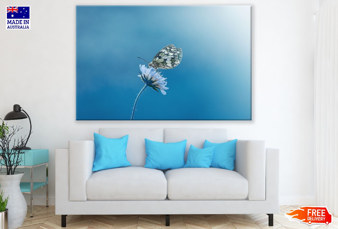 Butterfly on White Flower Closeup Photograph Print 100% Australian Made