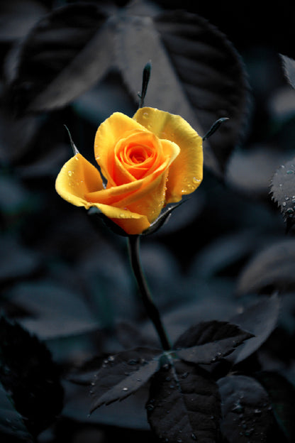 Yellow Orange Rose View on Dark Photograph Print 100% Australian Made