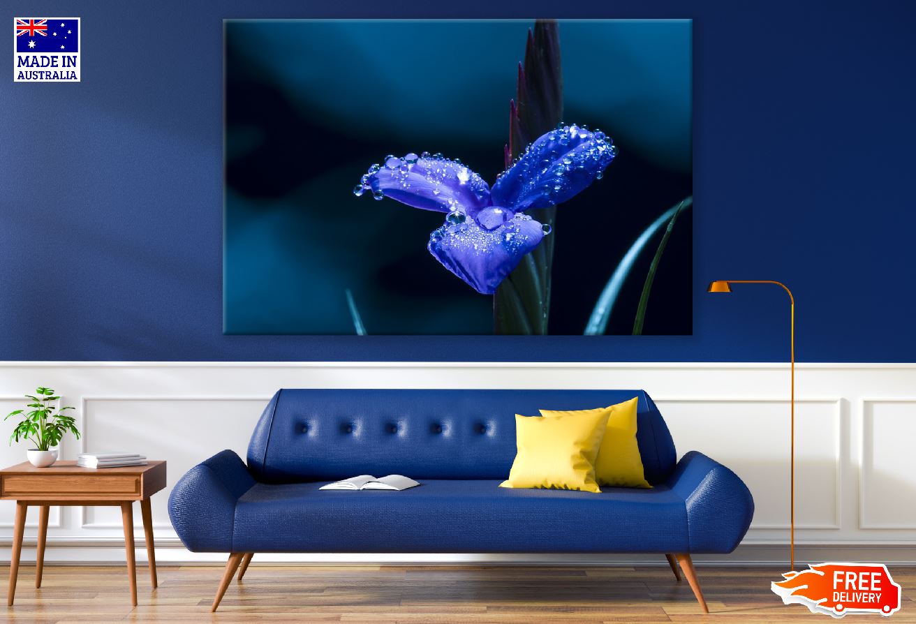 Water Drops on Blue Flower Closeup Photograph Print 100% Australian Made