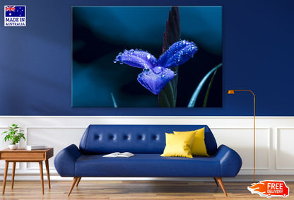 Water Drops on Blue Flower Closeup Photograph Print 100% Australian Made