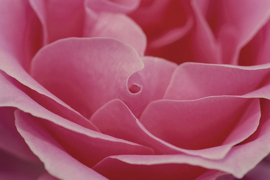 Pink Rose Flower Petals Closeup Photograph Print 100% Australian Made