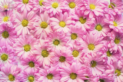Pink Daisy Flowers Closeup Photograph Print 100% Australian Made