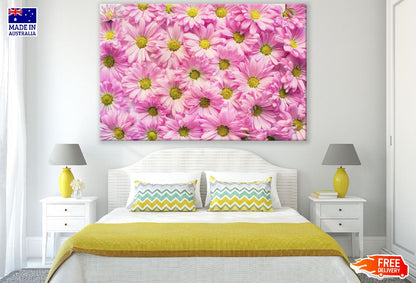 Pink Daisy Flowers Closeup Photograph Print 100% Australian Made