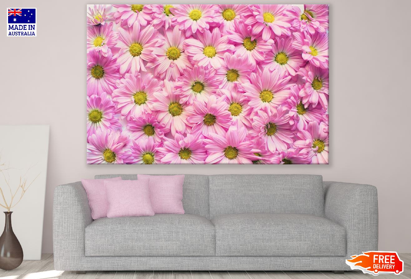 Pink Daisy Flowers Closeup Photograph Print 100% Australian Made