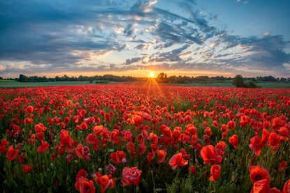 Red Poppy Field Sunset Photograph Print 100% Australian Made