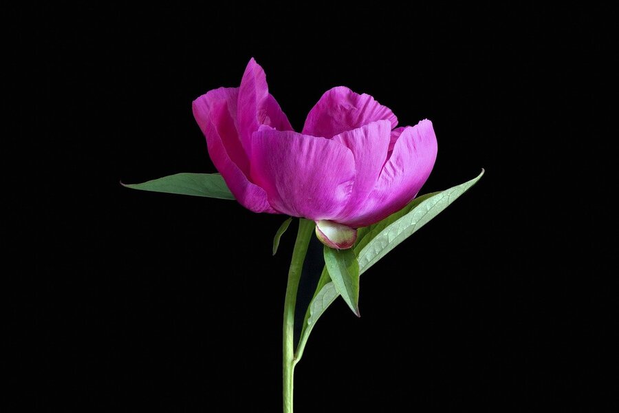 Pink Peony Flower with Leaves Closeup Photograph Print 100% Australian Made